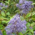 Ceanothus x delilianus 'Henri Desfosse' P11 P13
